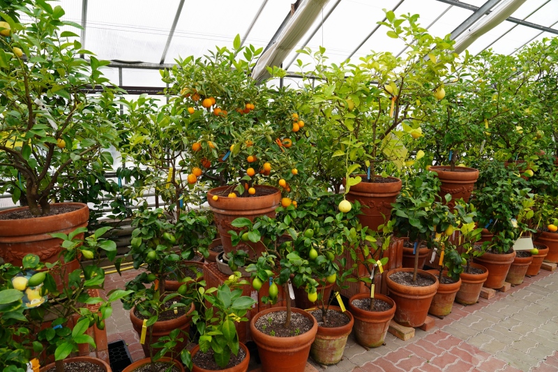 Hundreds of variations of lemons, impressive
