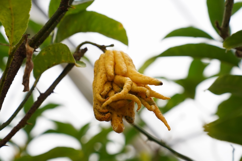 And here is the most ugly lemon I´ve ever seen