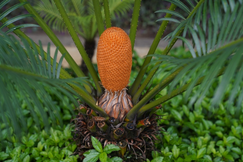 Fruta extraña por el camino al Santuario de la Rosa Mística