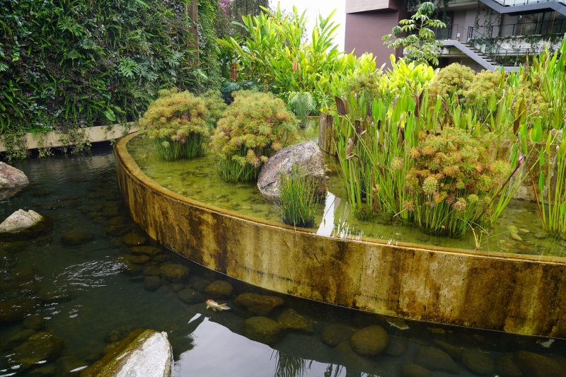 Agua, peces y plantas en la entrada al lobby