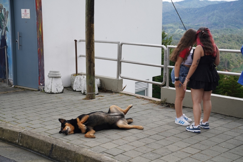Pobre perrito, le tocó oir la conversación de las señoritas