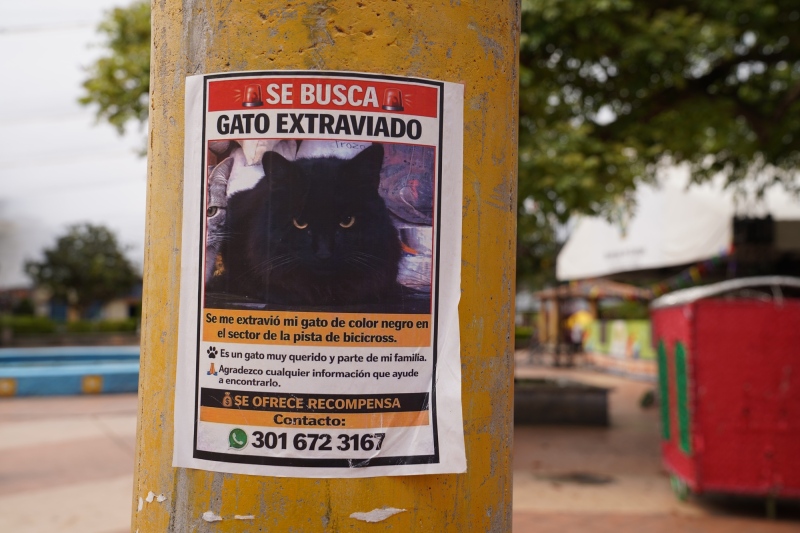 Se busca ...