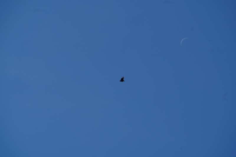 El Gallinazo y la luna