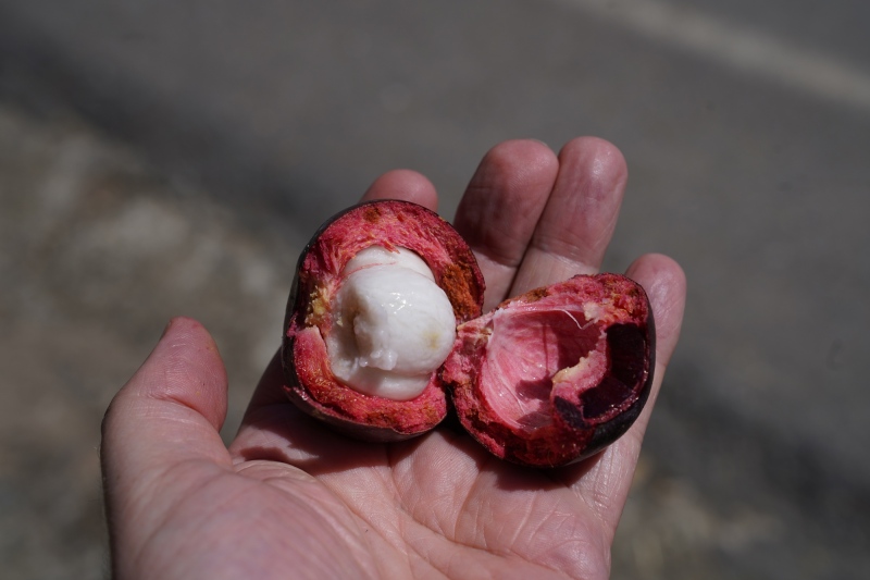 Delicioso Mangostino