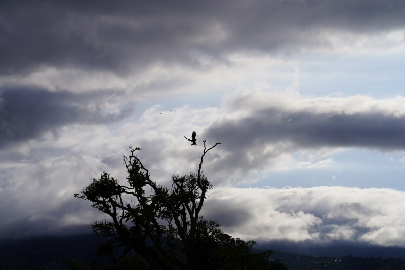Gallinazo aterrizando en el arbol de la finca