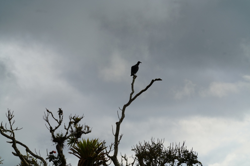 El maldito pajaracco no se movió por una hora, y se fué