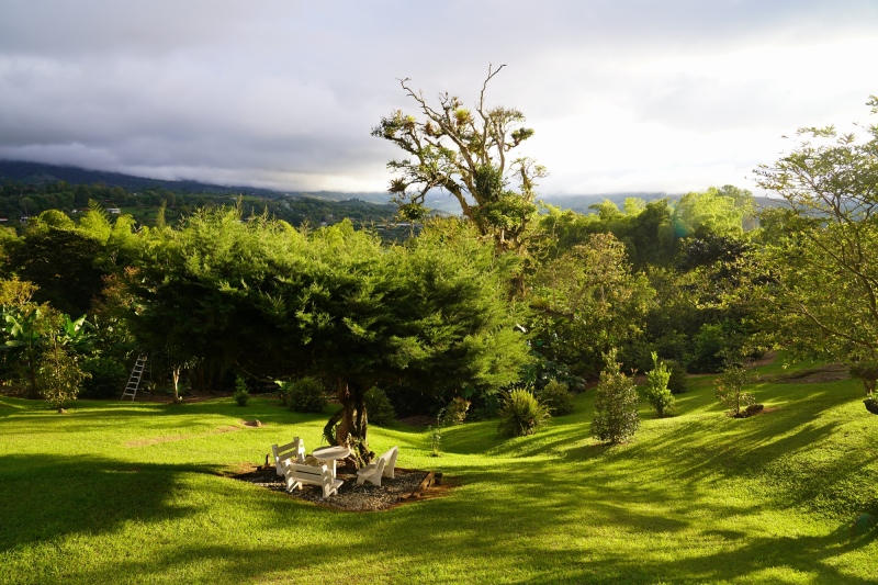El otro día, el árbol sin gallinazo