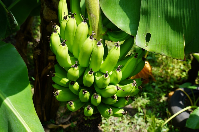 Platanos en el patio de la casa de Melvita