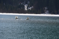 Safe watering of two beautiful B52´s