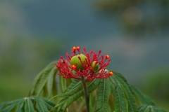 Not Vienna, probably Cali, Colombia : a flower near Cristo Rey Statue