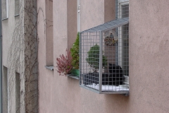 KATZENBALKON 1