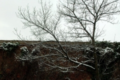 Mauer Botanischer Garten