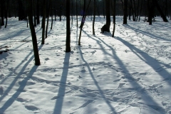 Schnee & Schatten