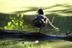 Prater duck, obeying fundamental laws of physics